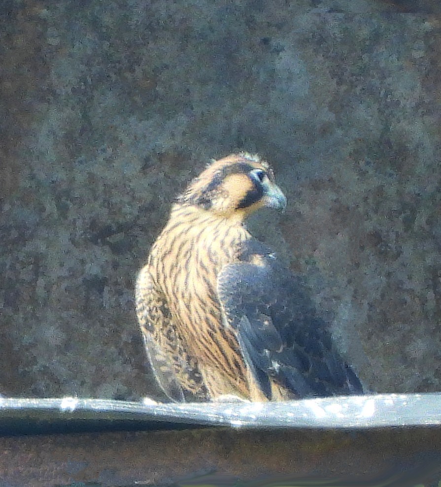 Peregrine Falcon - ML638068908