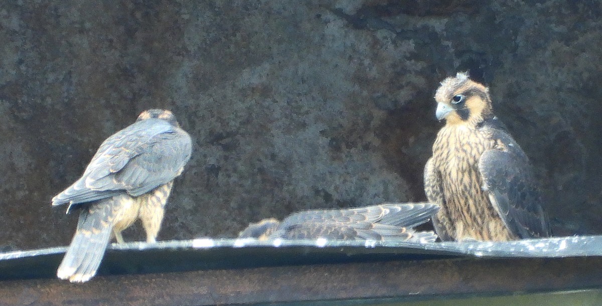 Peregrine Falcon - ML638068916