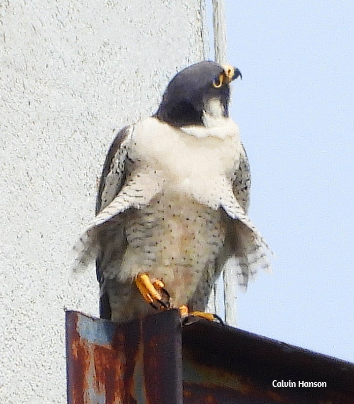 Peregrine Falcon - ML638068922