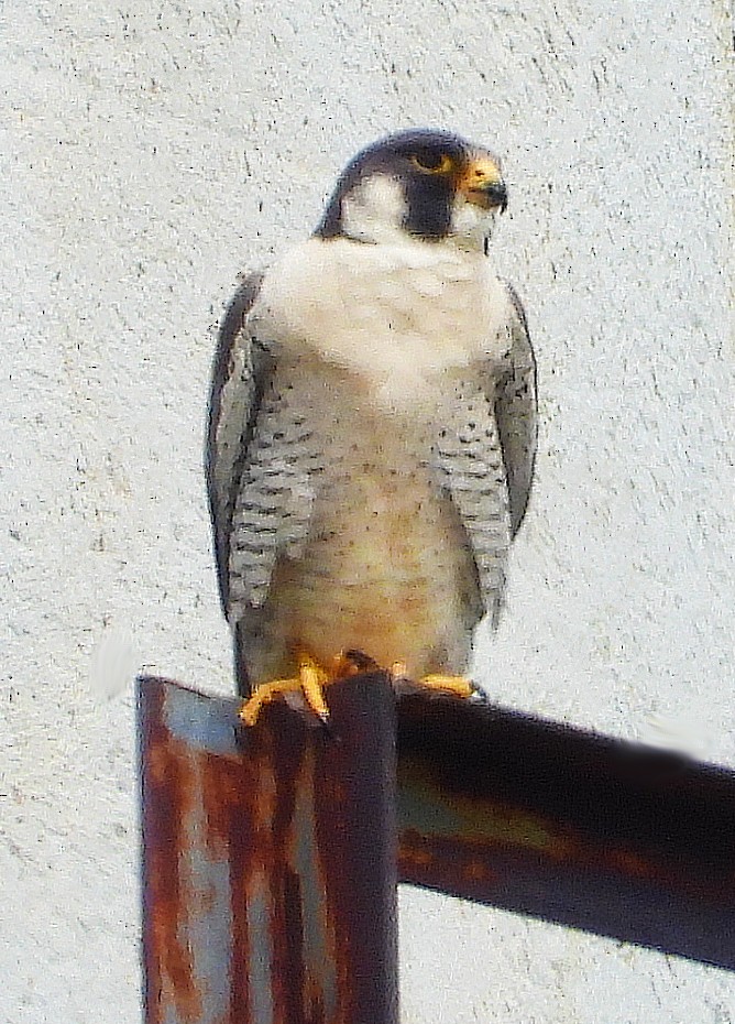 Peregrine Falcon - ML638068925