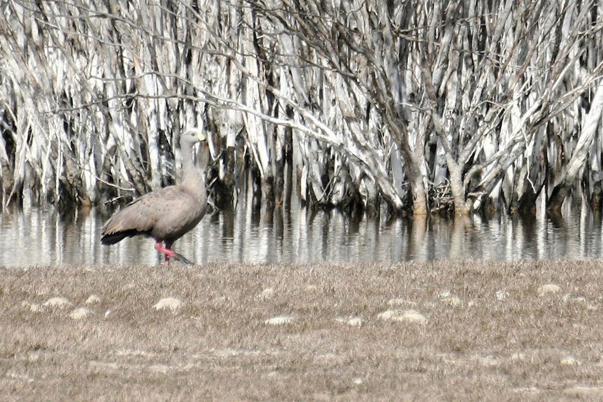 Cape Barren Goose - ML638068941