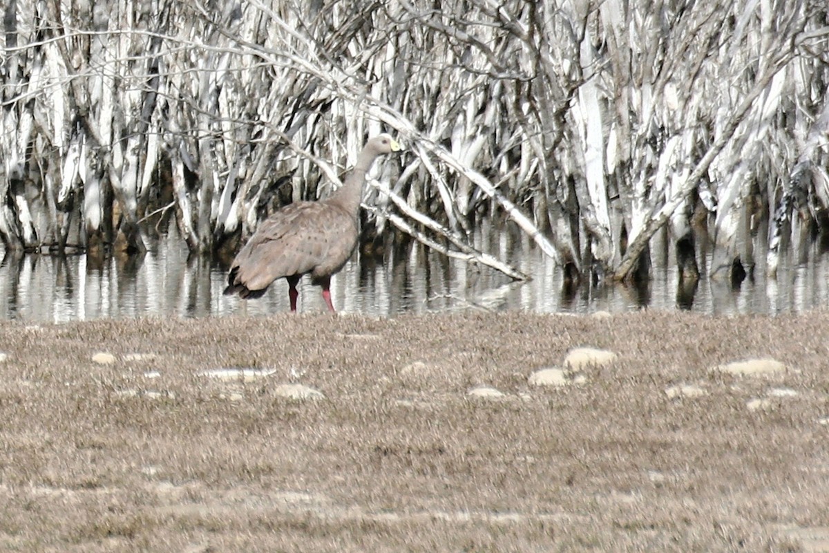 Cape Barren Goose - ML638068942