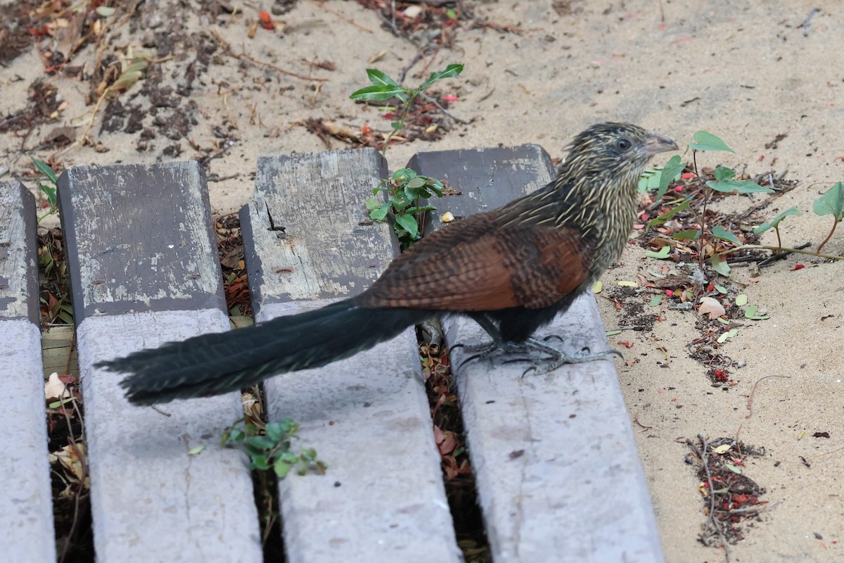 Malagasy Coucal - ML638068949