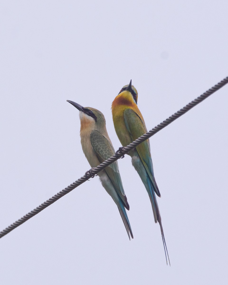 Blue-tailed Bee-eater - ML638068960