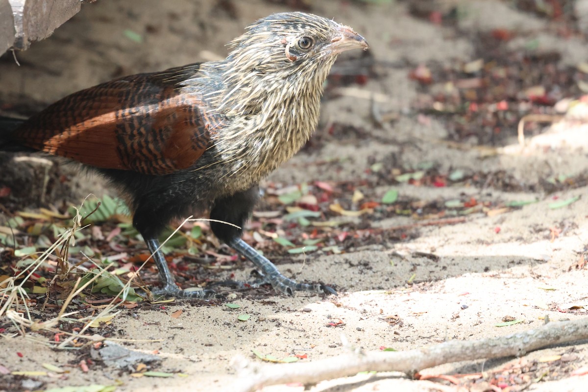Malagasy Coucal - ML638068997