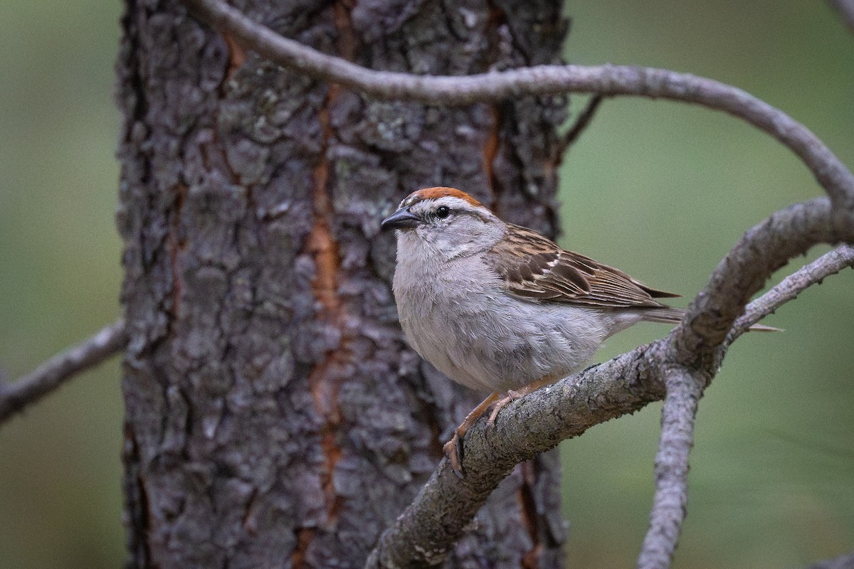 Chipping Sparrow - ML638069000