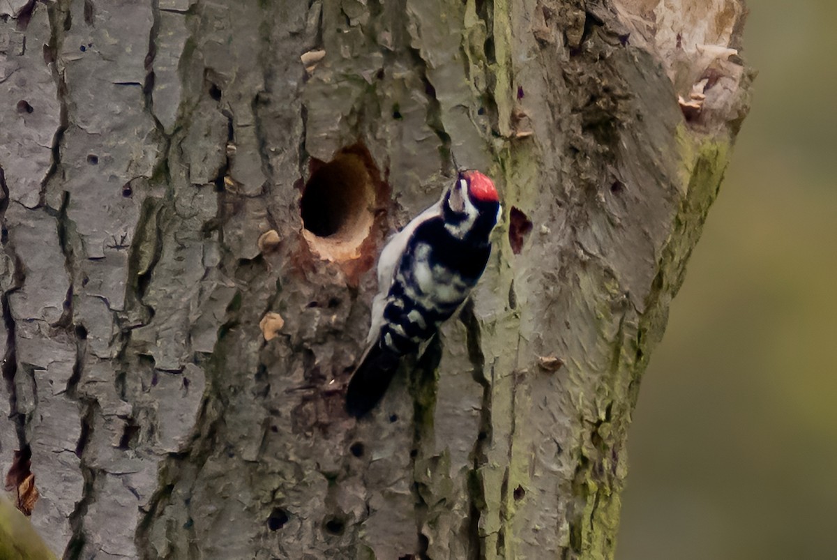 Lesser Spotted Woodpecker - ML638069001