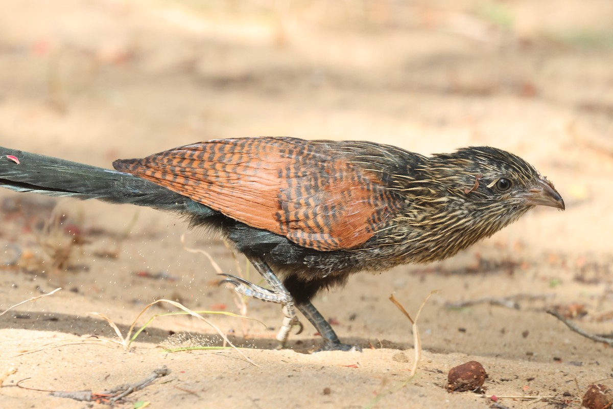 Malagasy Coucal - ML638069007
