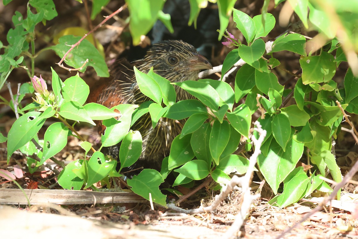 Malagasy Coucal - ML638069013