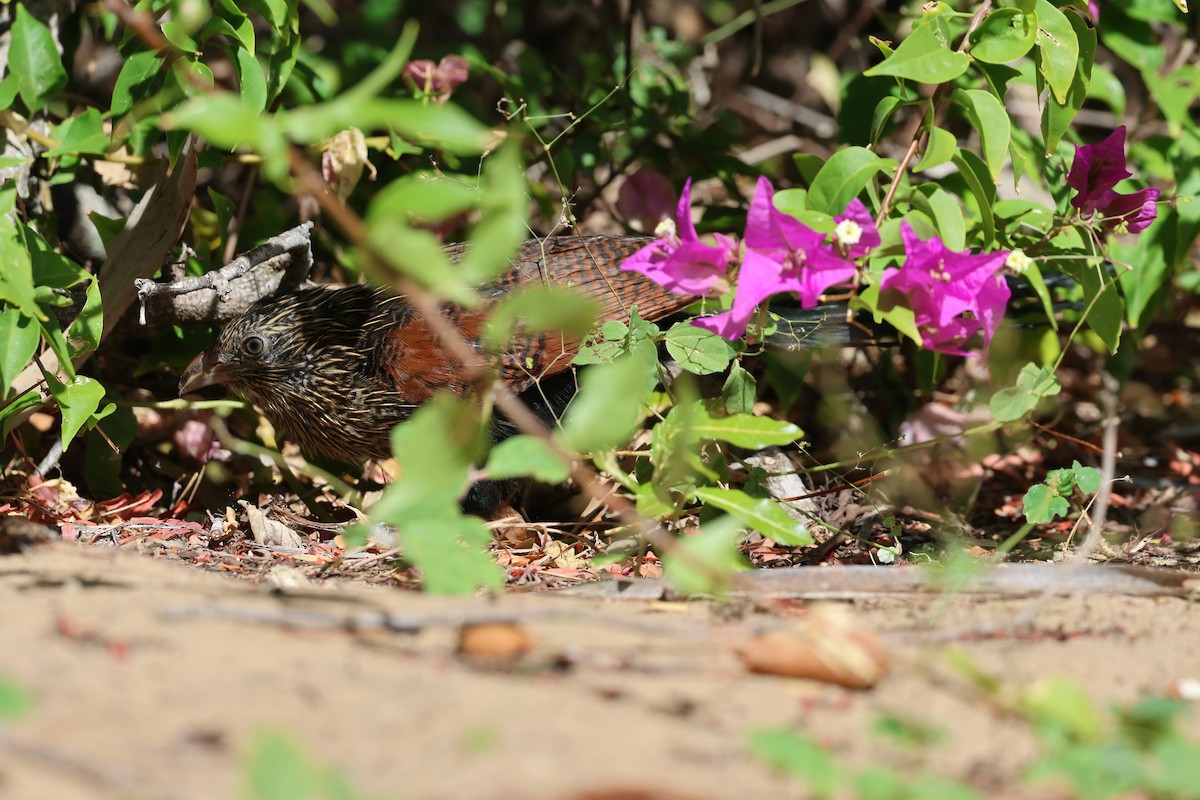 Malagasy Coucal - ML638069016