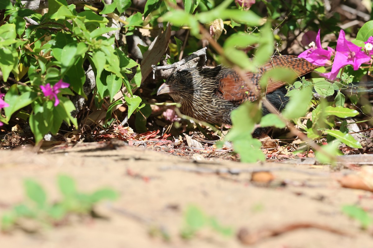 Malagasy Coucal - ML638069022