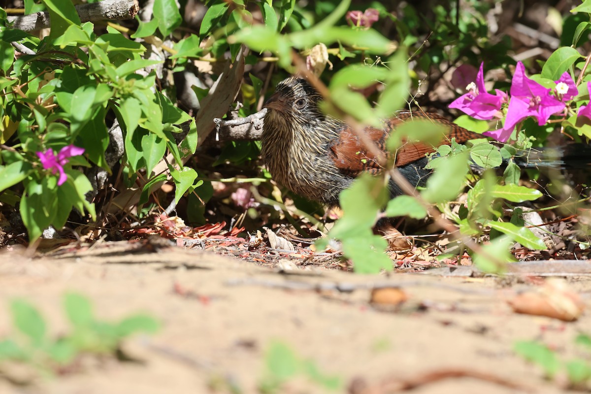 Malagasy Coucal - ML638069027
