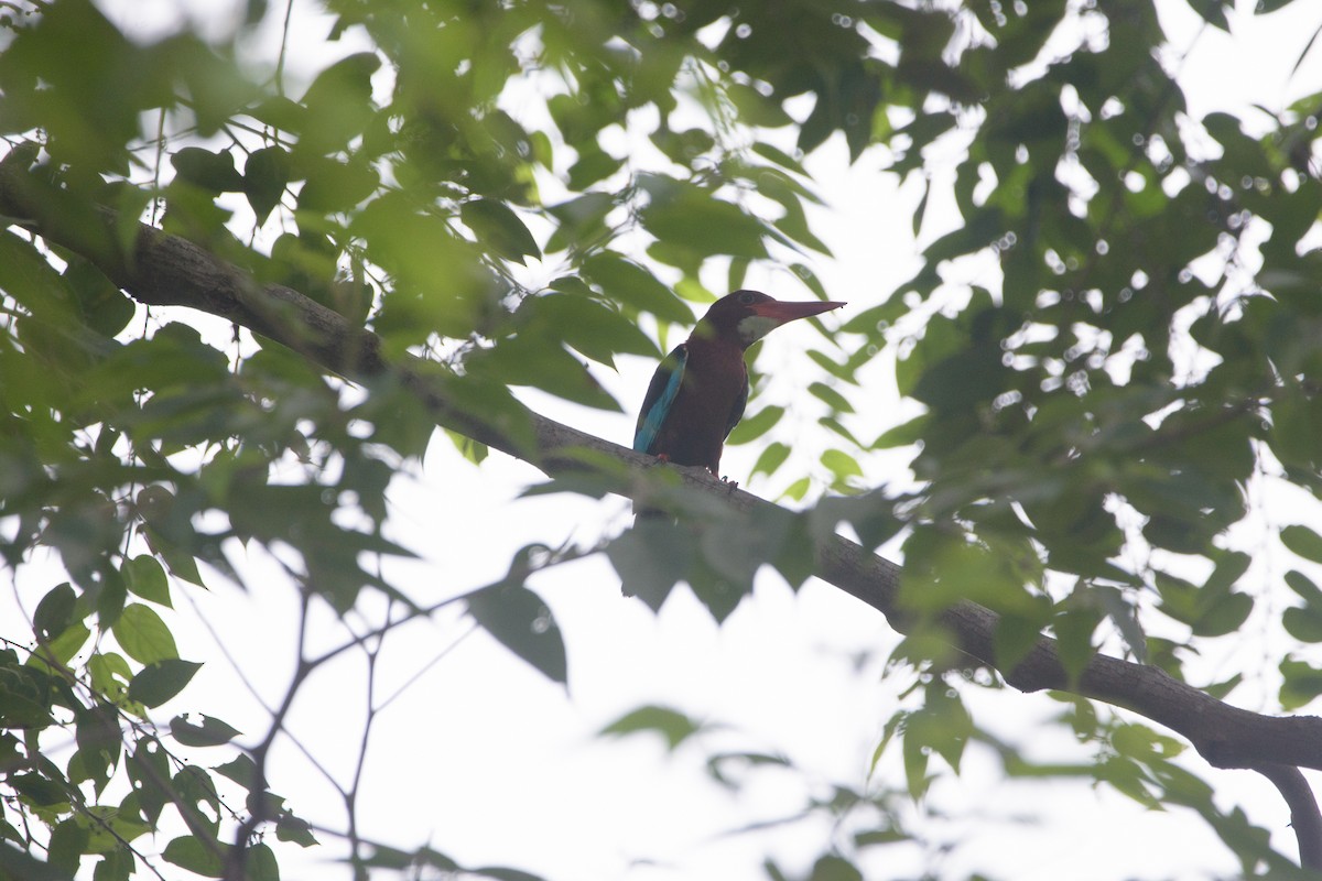 Brown-breasted Kingfisher - ML638069030