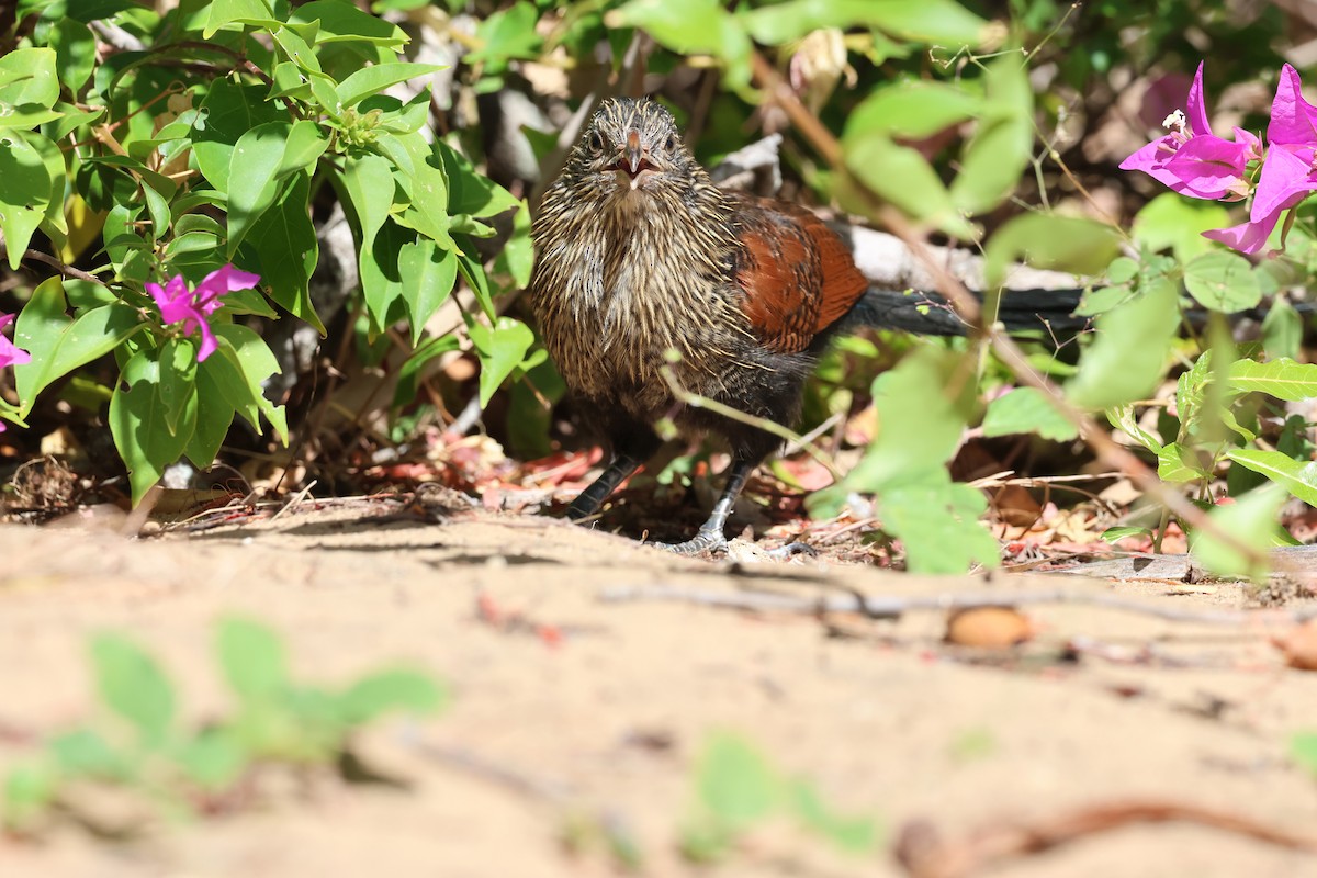 Malagasy Coucal - ML638069038