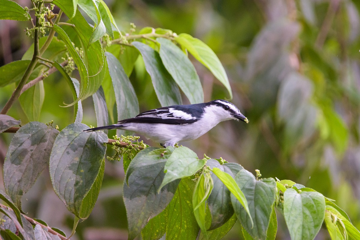 Pied Triller - ML638069039