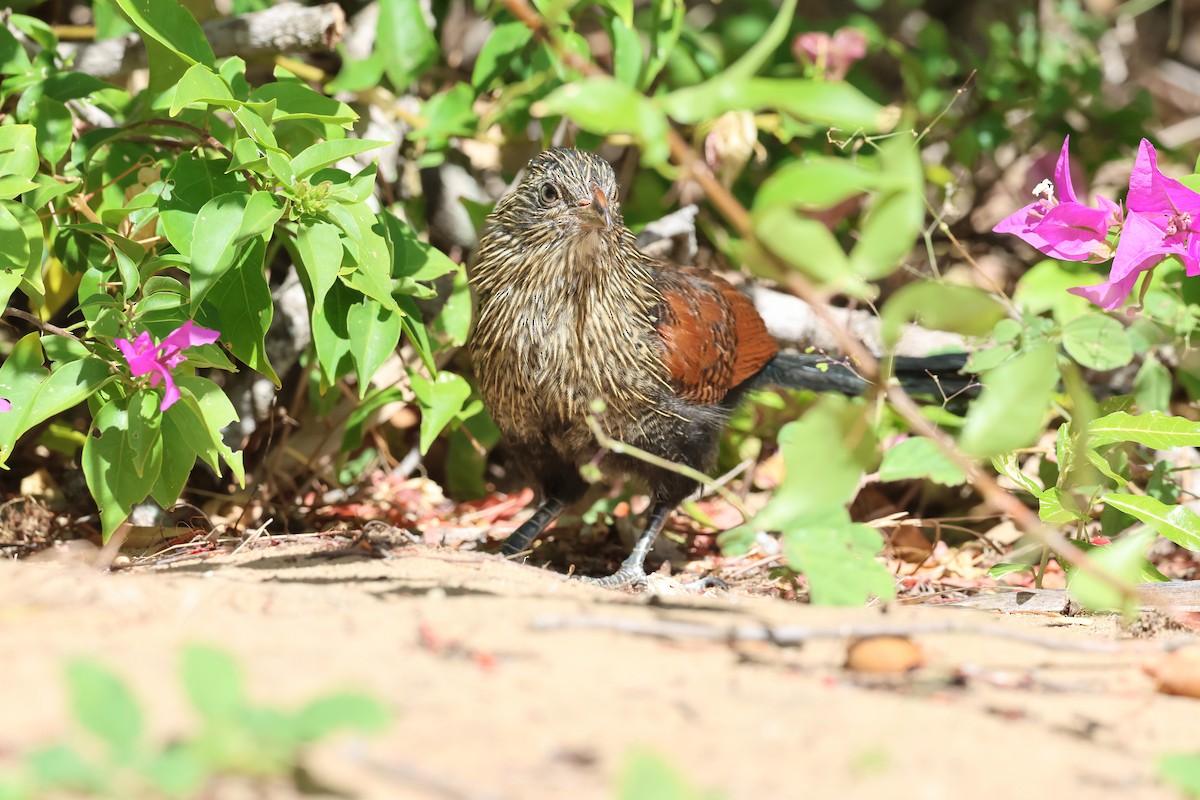 Malagasy Coucal - ML638069041
