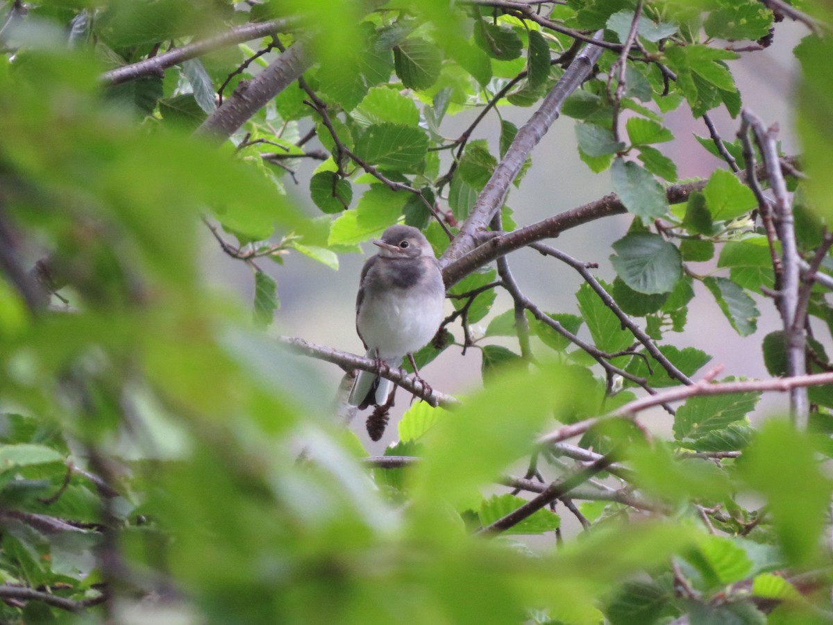 White Wagtail - ML638069043