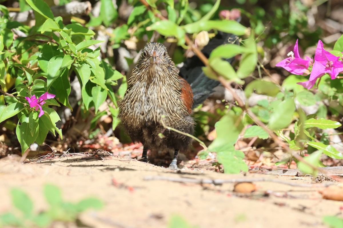 Malagasy Coucal - ML638069046