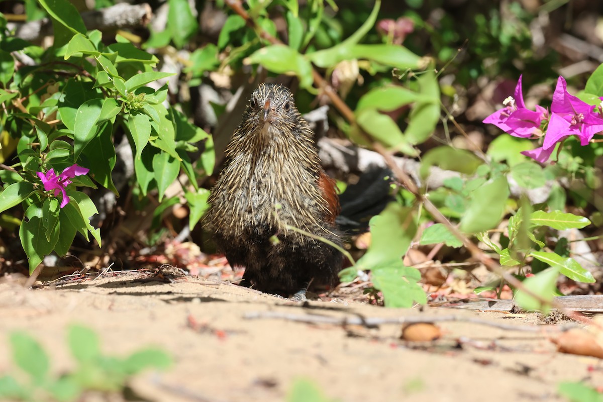 Malagasy Coucal - ML638069047
