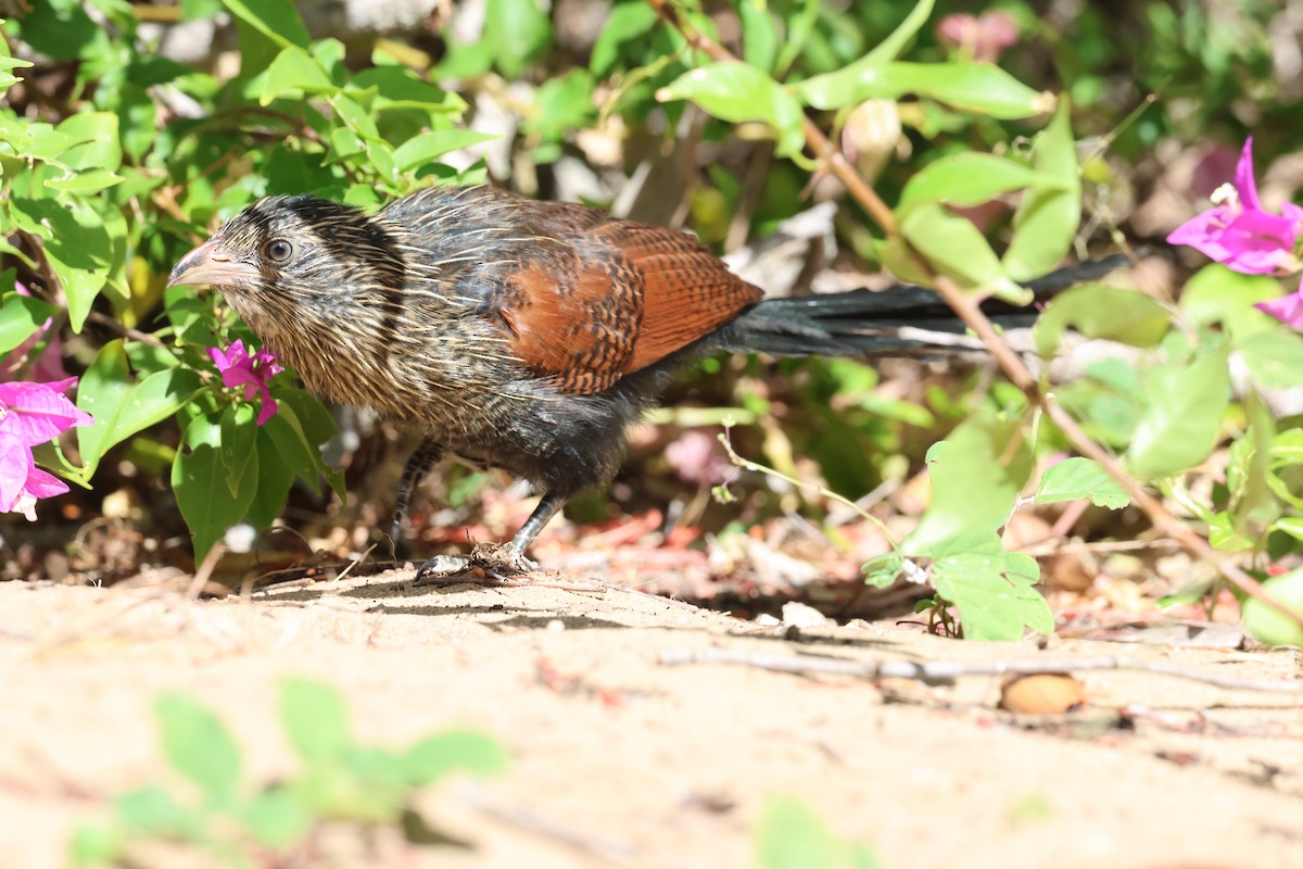 Malagasy Coucal - ML638069049