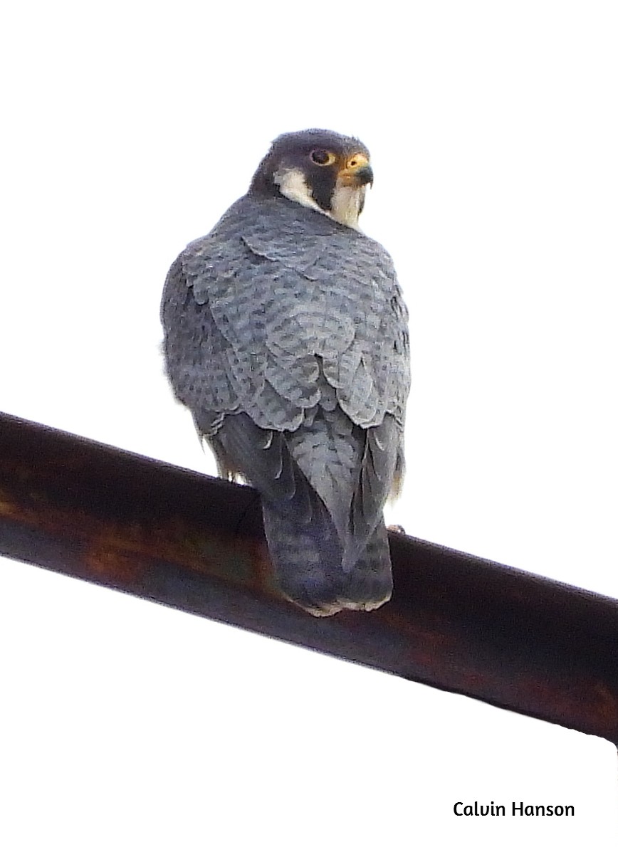 Peregrine Falcon - ML638069059