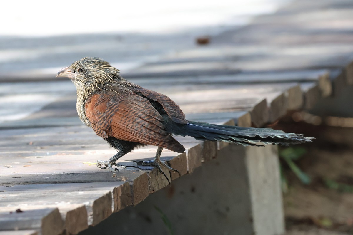 Malagasy Coucal - ML638069061