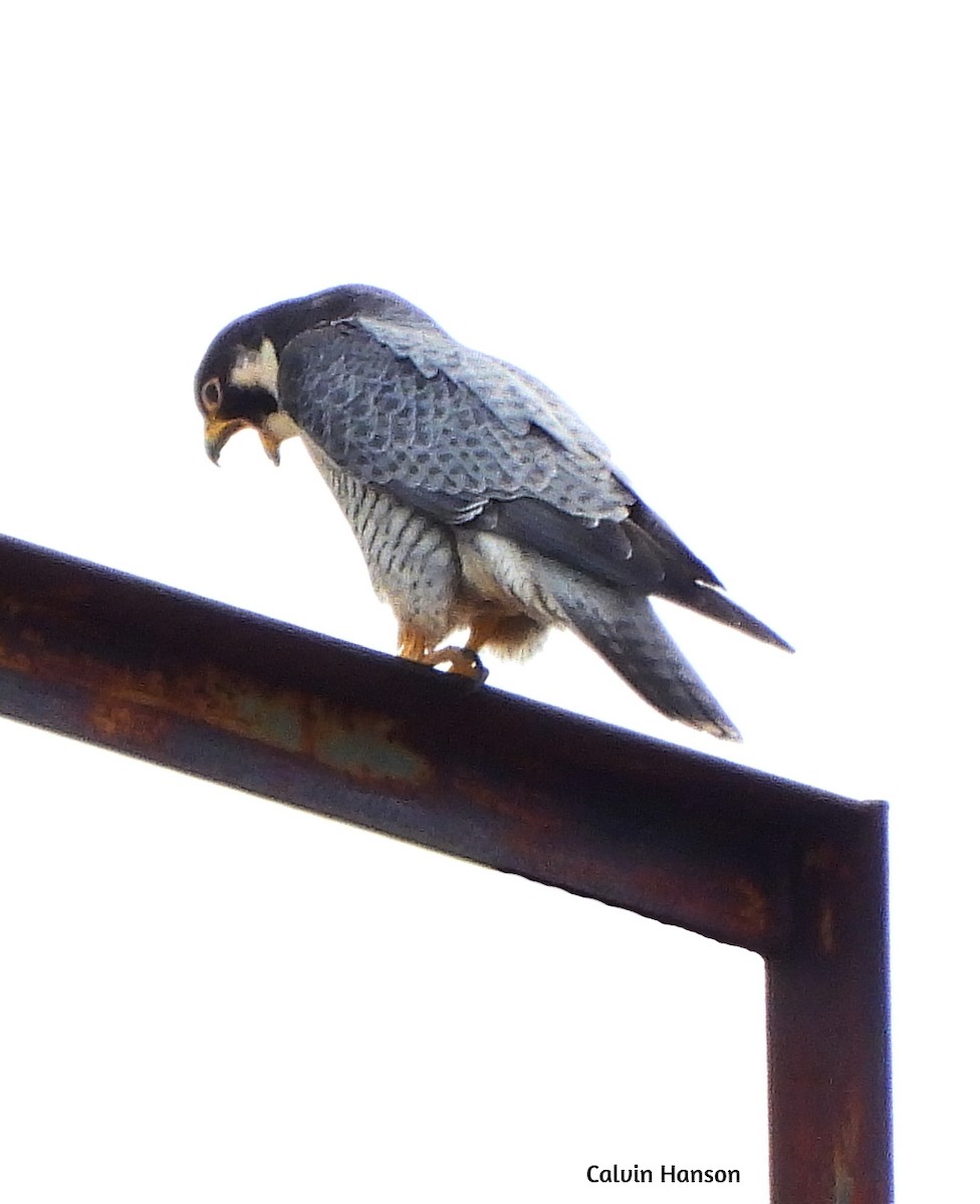 Peregrine Falcon - ML638069066