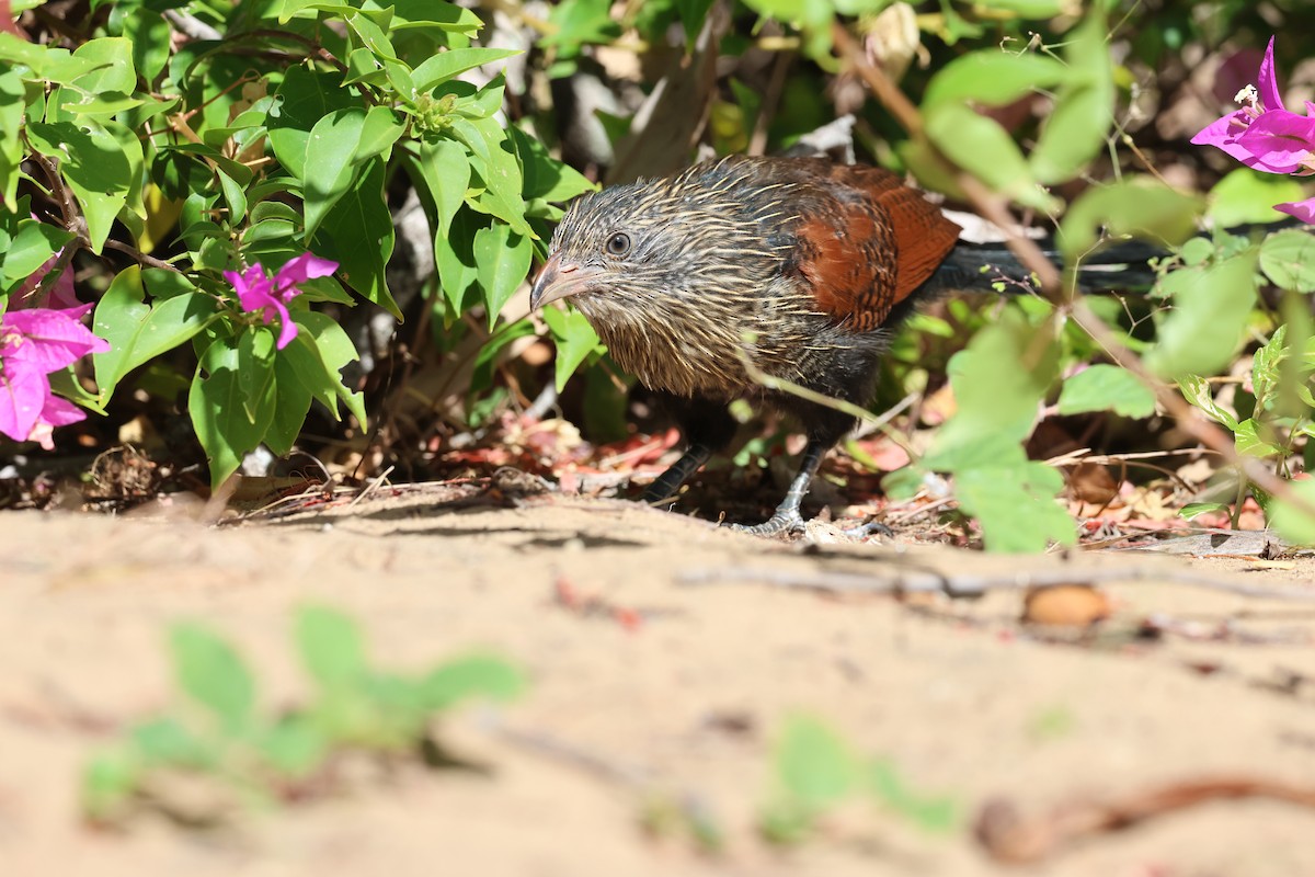 Malagasy Coucal - ML638069069