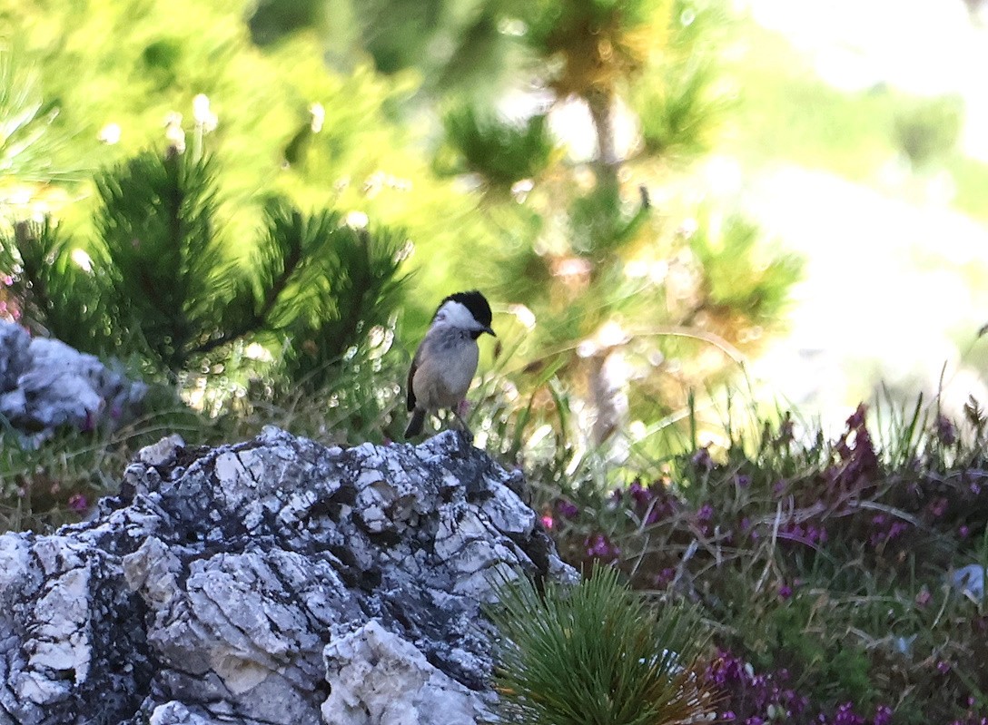 Willow Tit - ML638069080