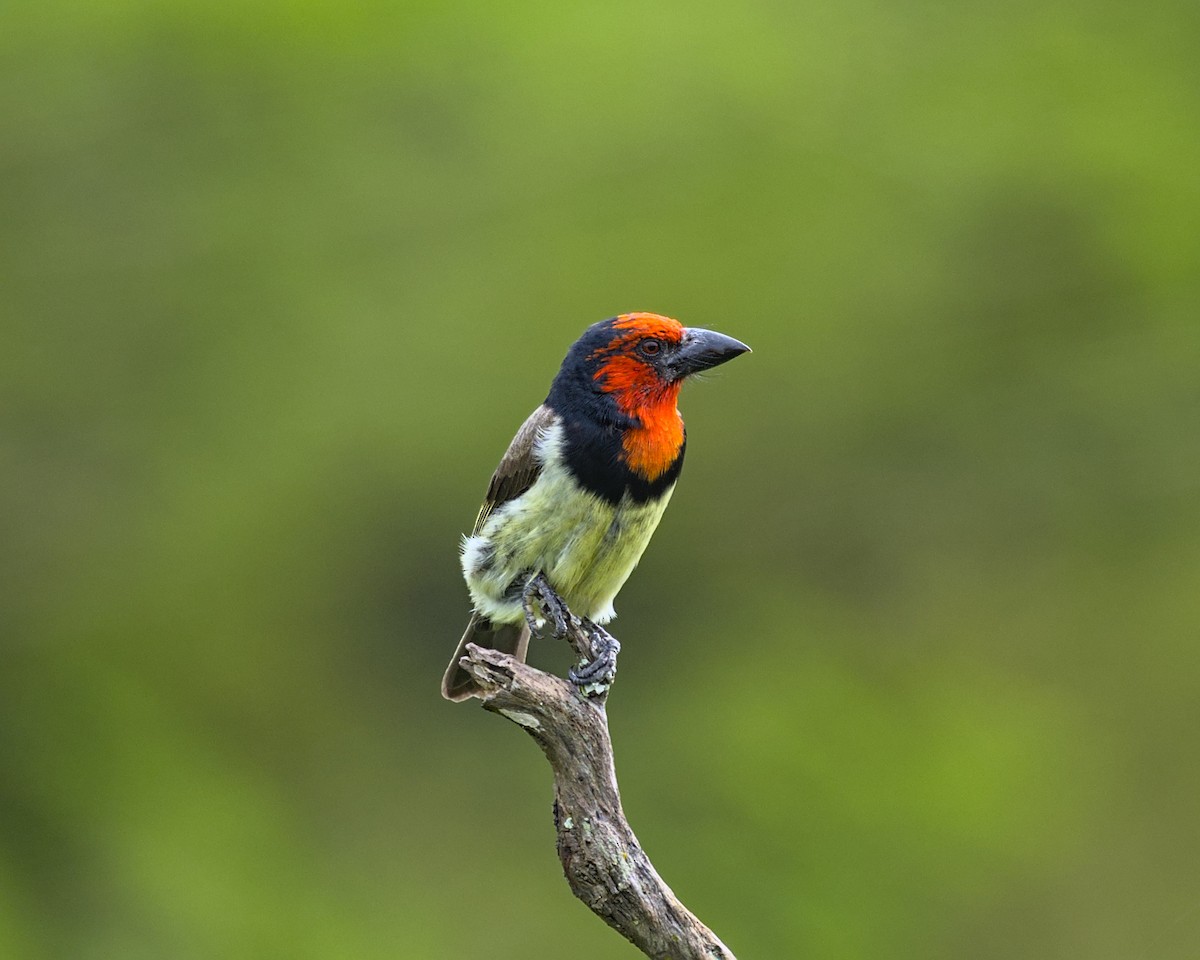 Black-collared Barbet - ML638069095