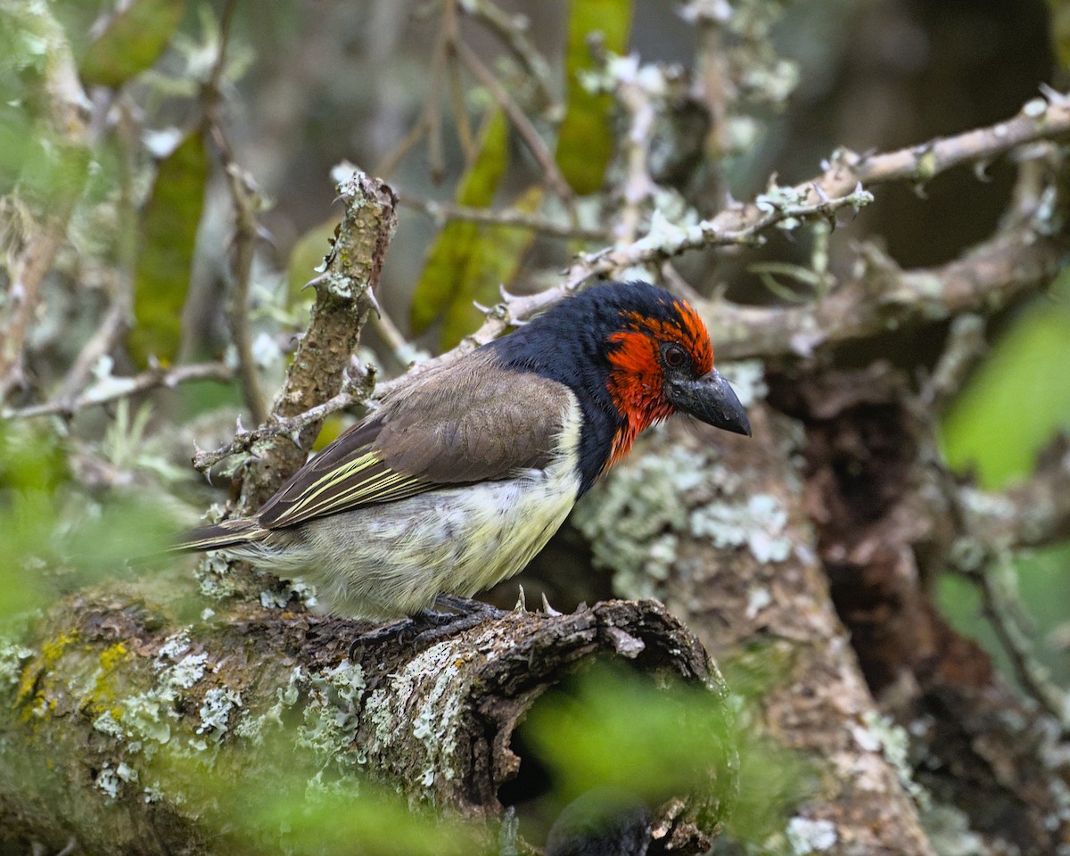Black-collared Barbet - ML638069110