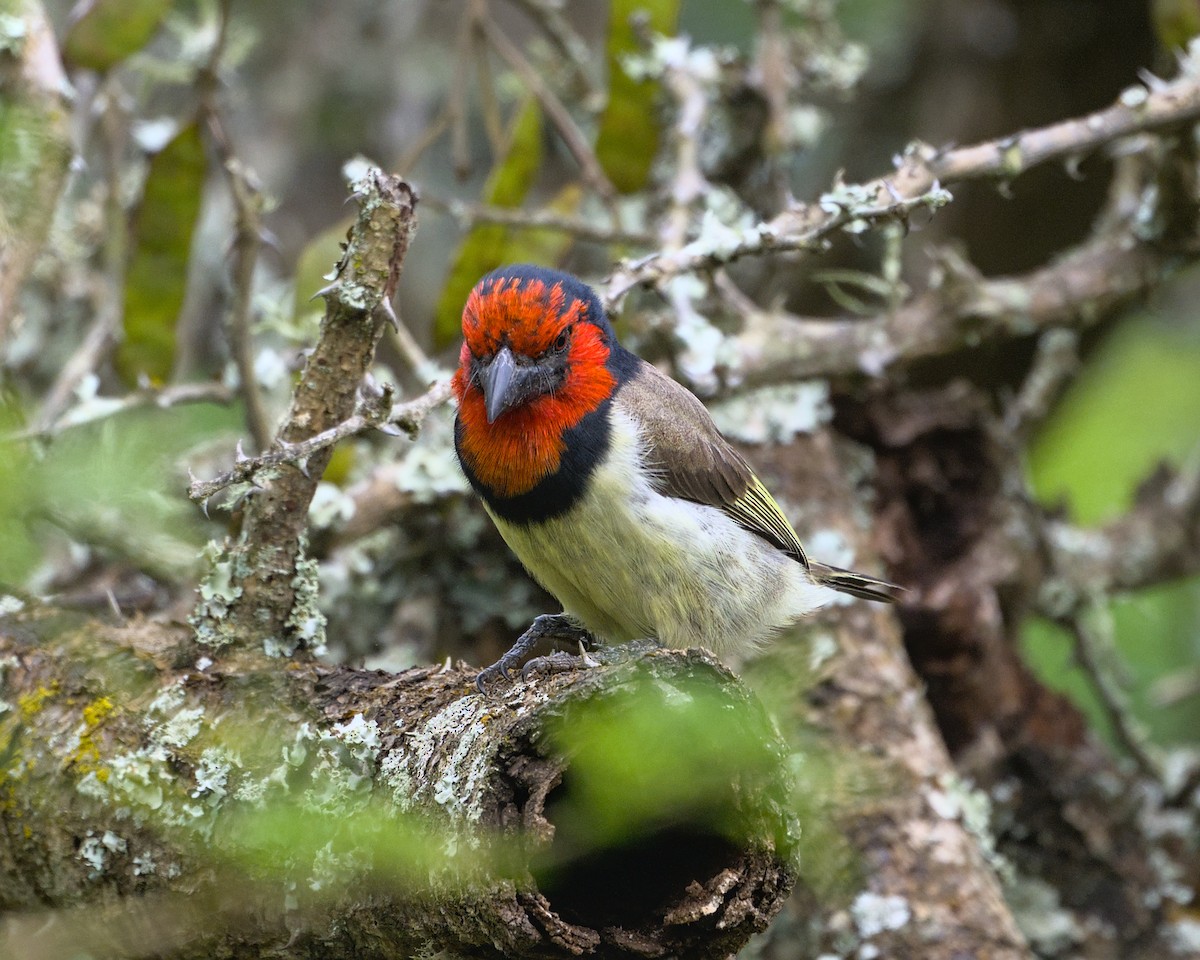Black-collared Barbet - ML638069111