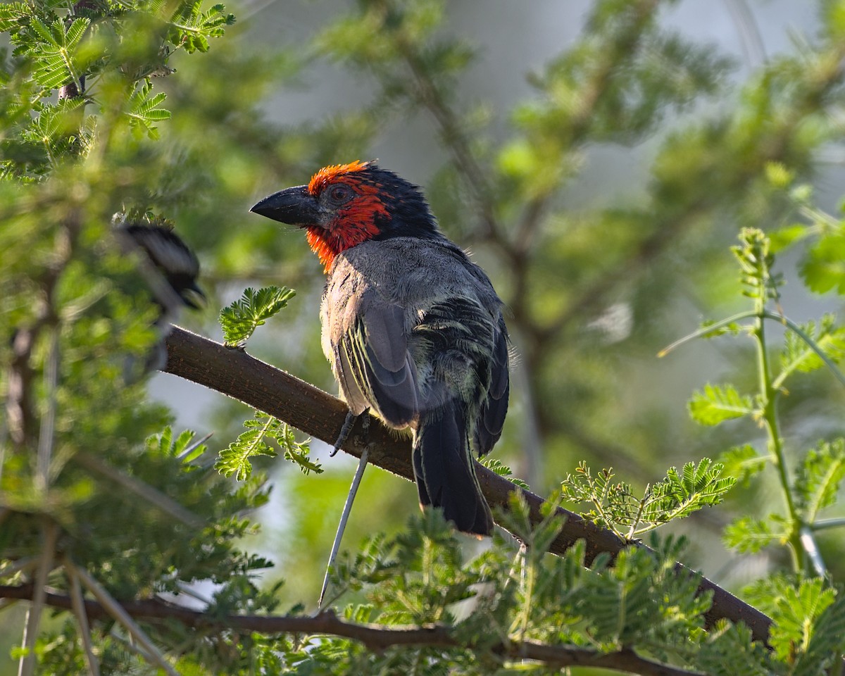 Black-collared Barbet - ML638069126