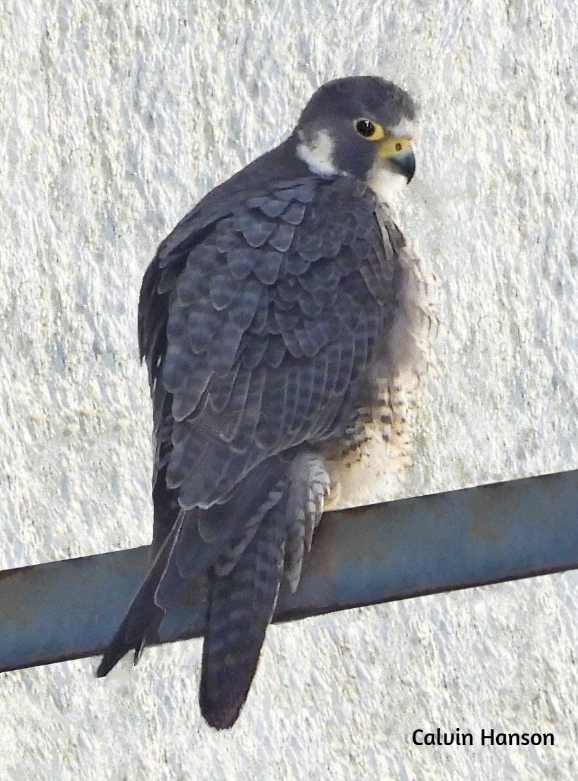 Peregrine Falcon - ML638069138