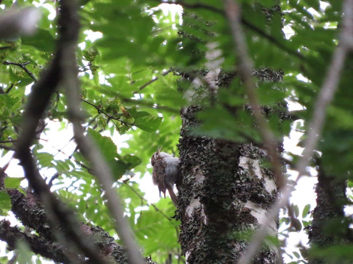 Eurasian Treecreeper - ML638069141