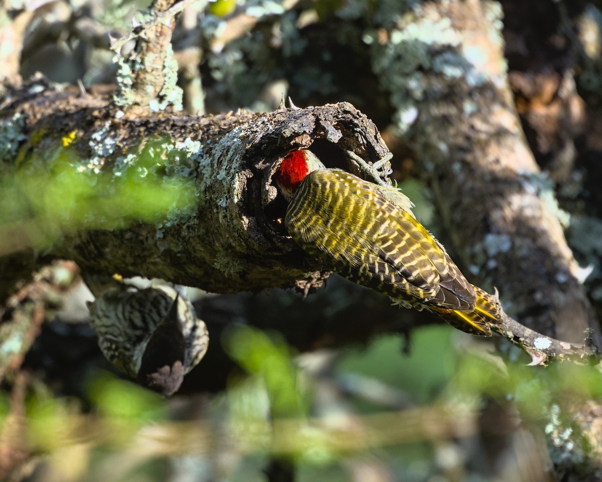Cardinal Woodpecker - ML638069241