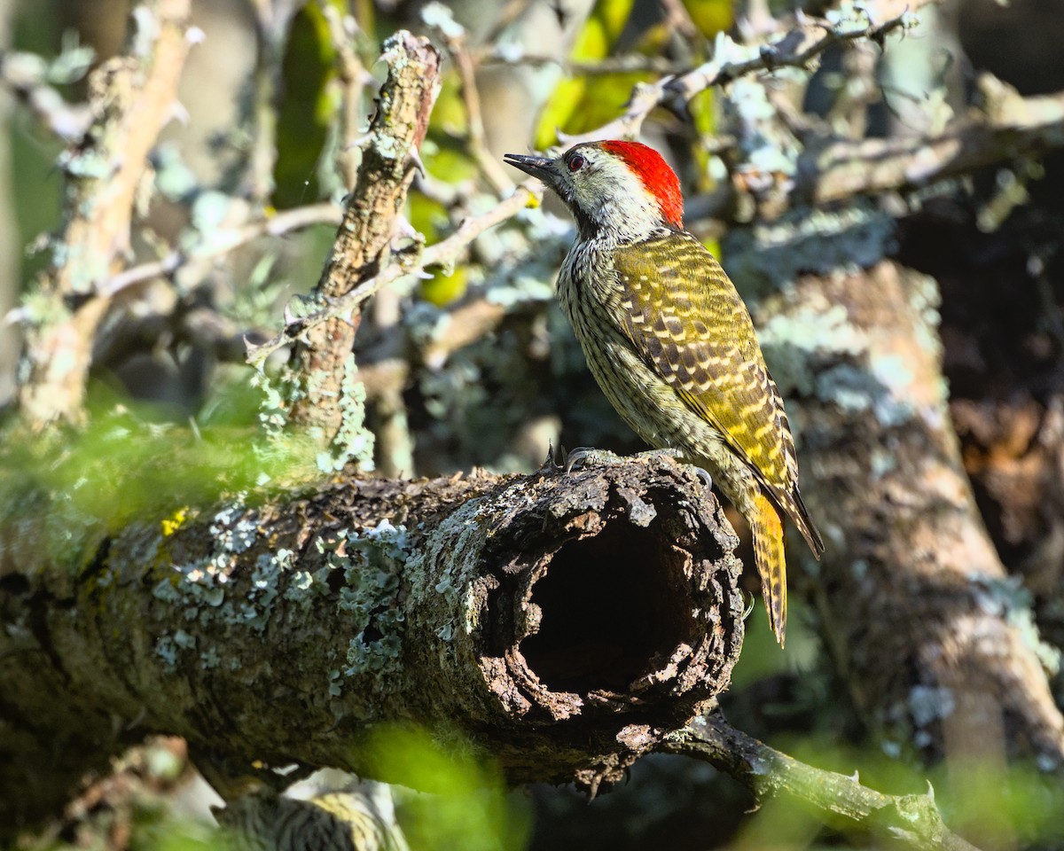 Cardinal Woodpecker - ML638069242