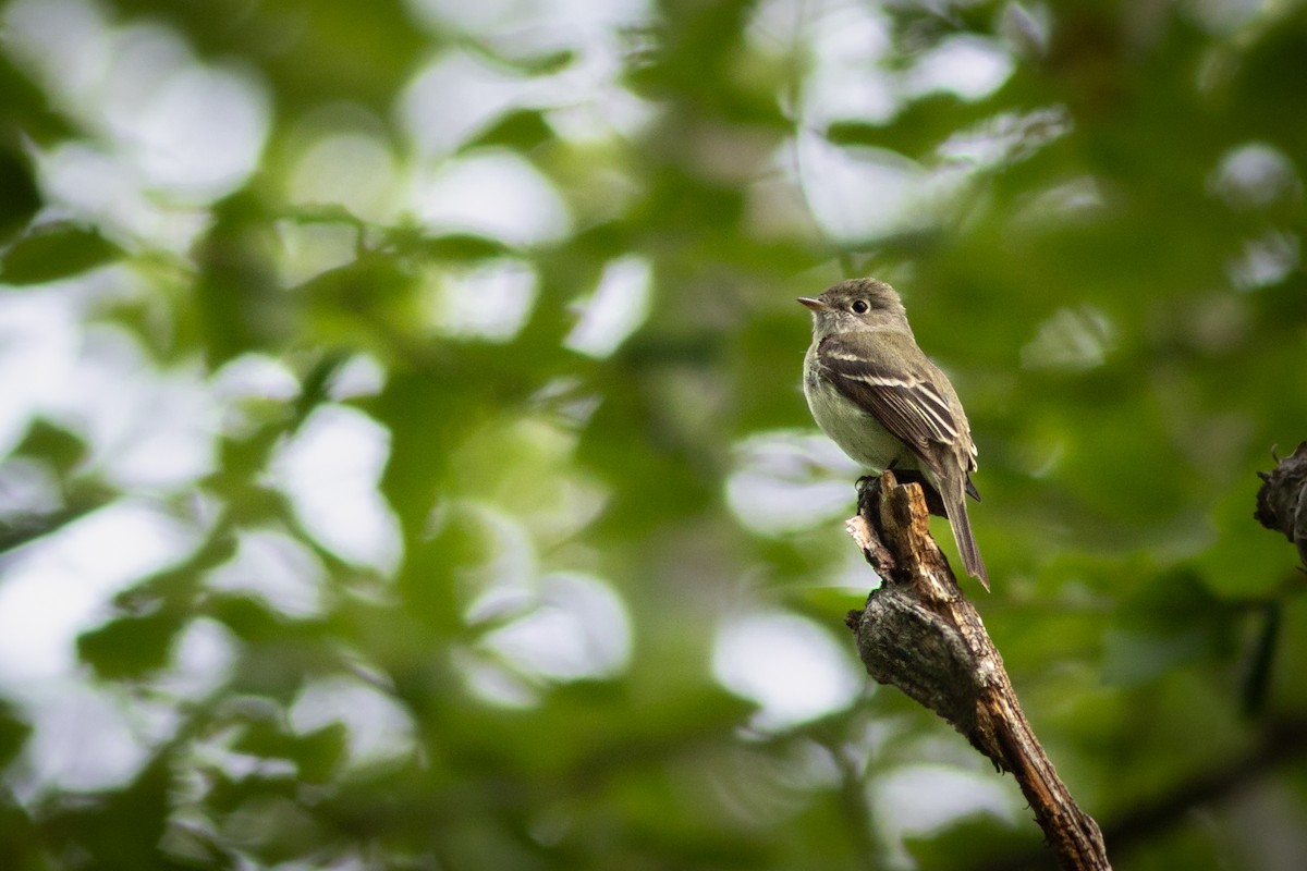 Least Flycatcher - ML638069256