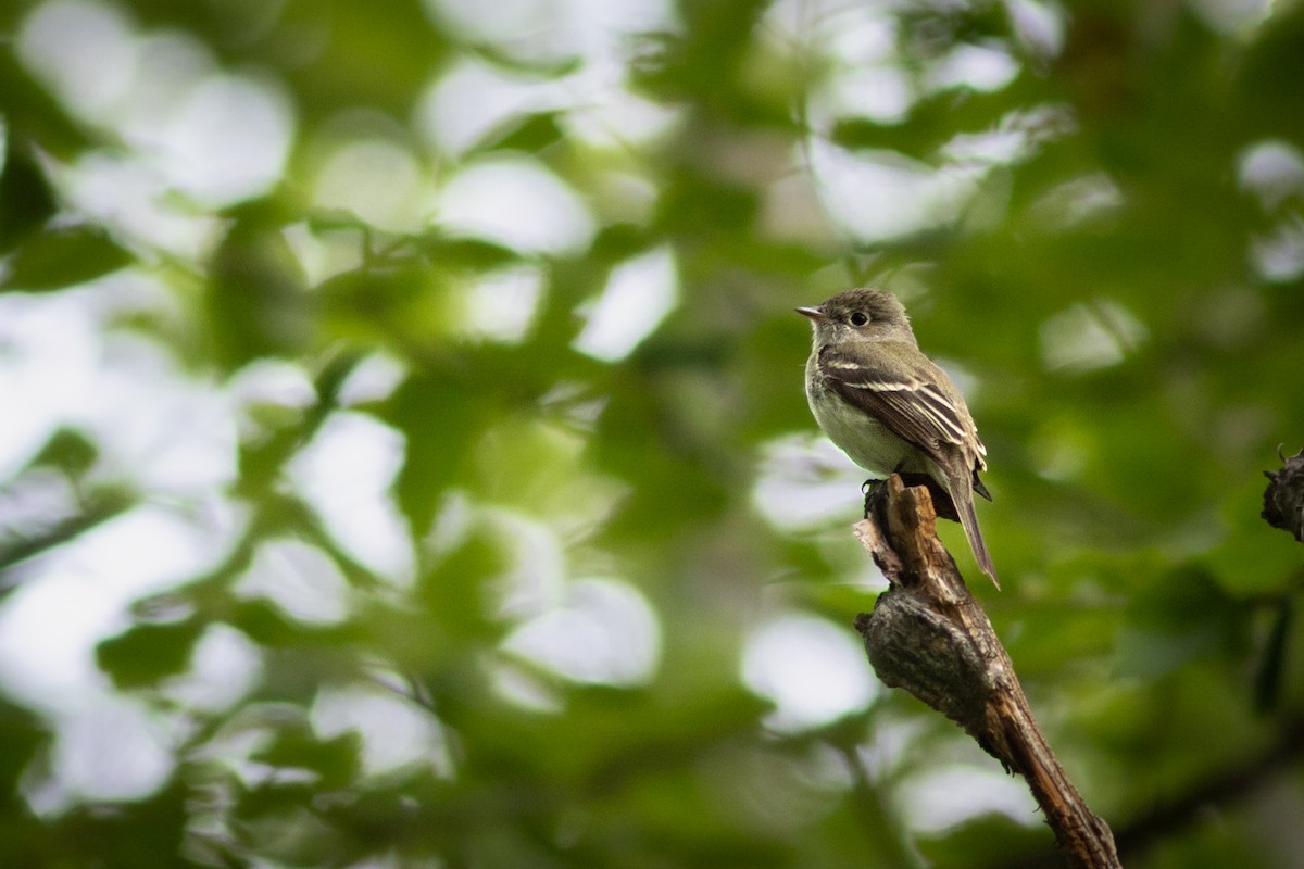 Least Flycatcher - ML638069257