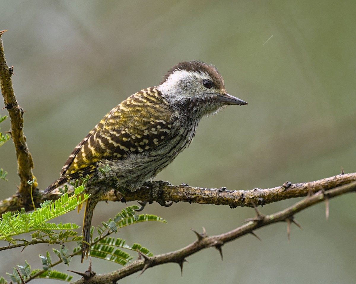 Cardinal Woodpecker - ML638069262