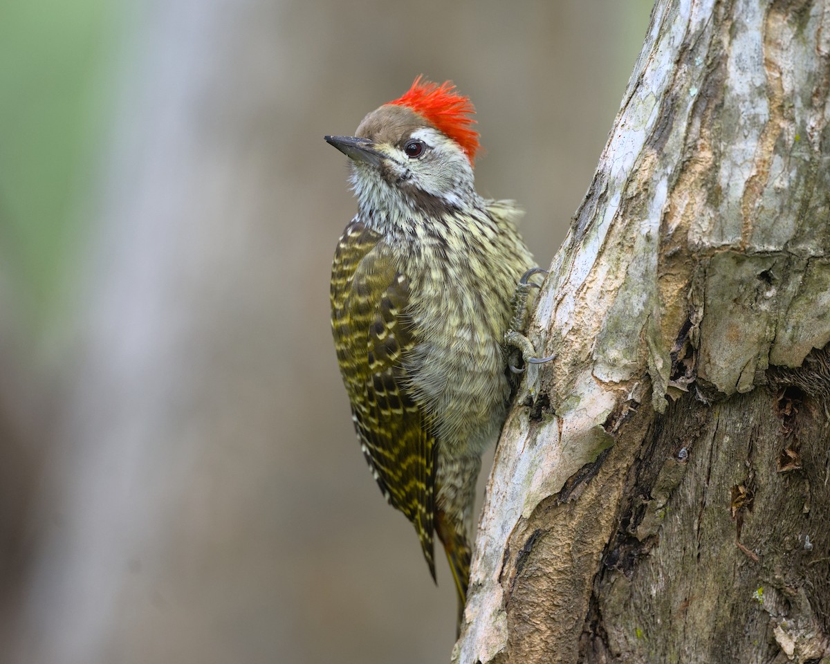 Cardinal Woodpecker - ML638069279