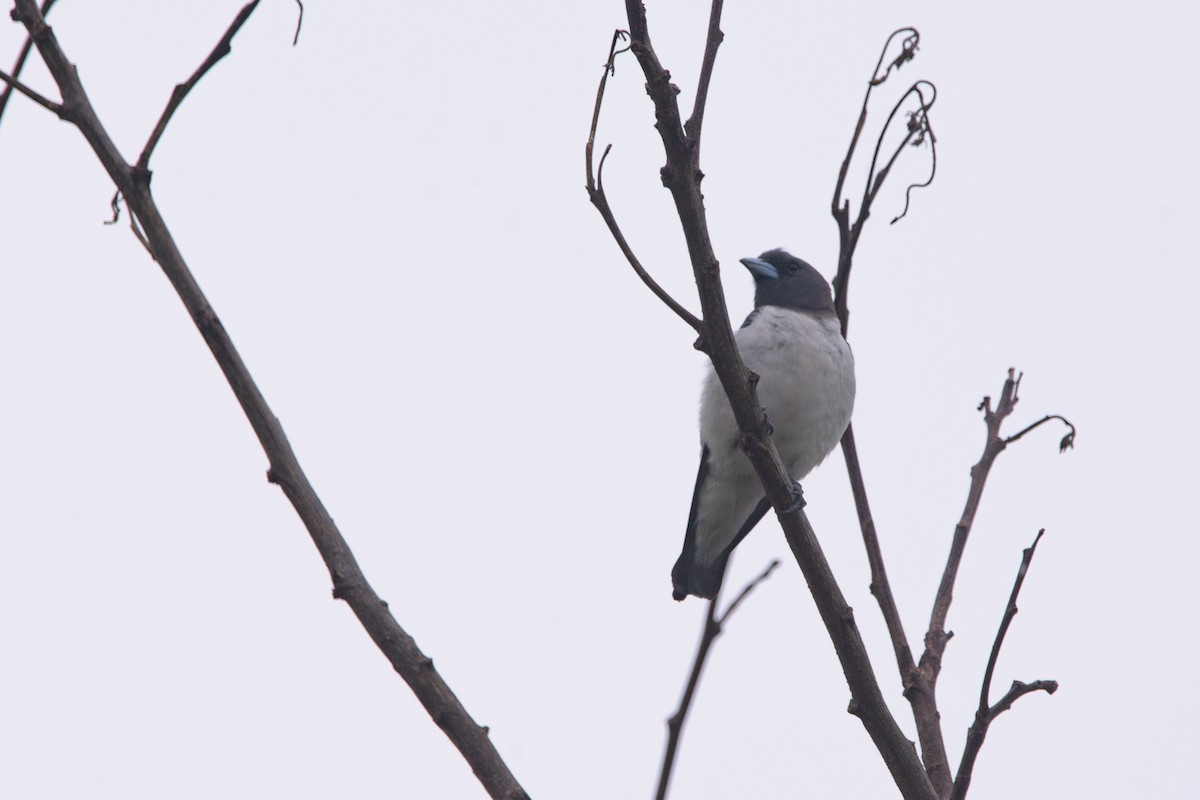 White-breasted Woodswallow - ML638069295