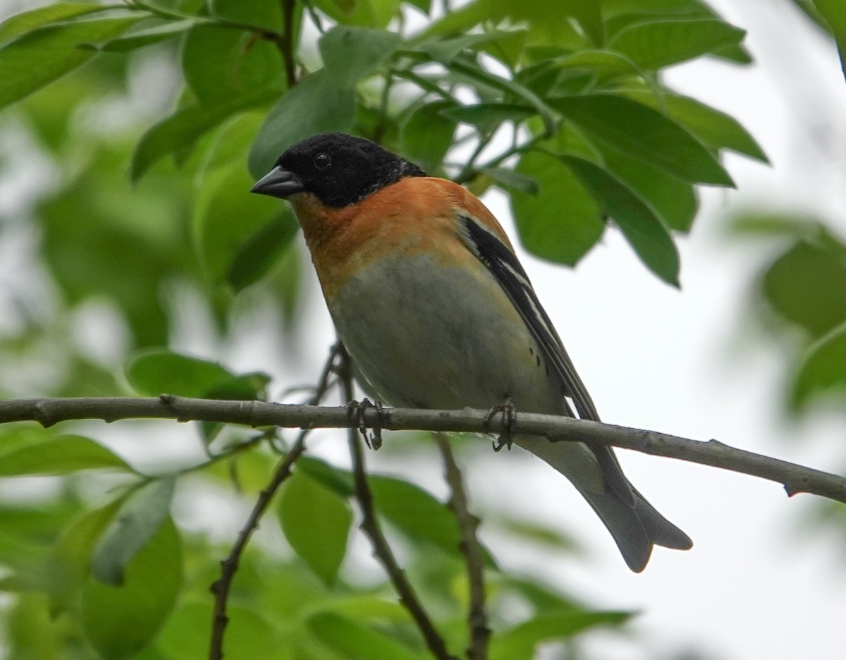 Brambling - ML638069297