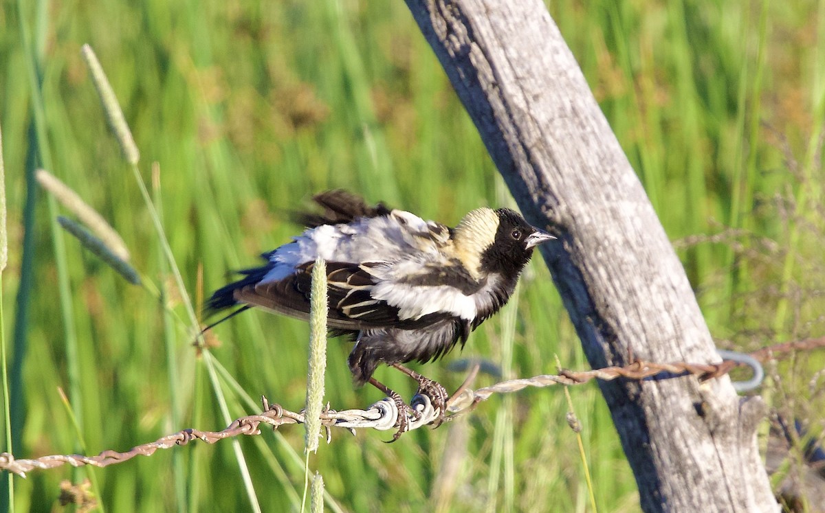 Bobolink - ML638069303
