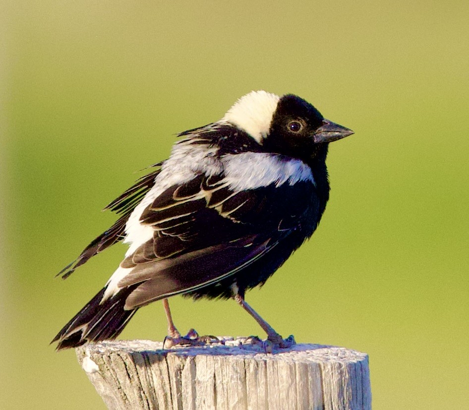 Bobolink - ML638069304
