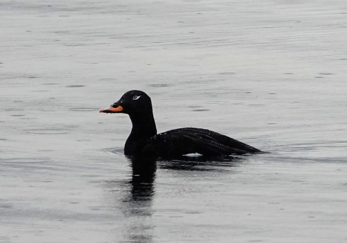 Velvet Scoter - ML638069317
