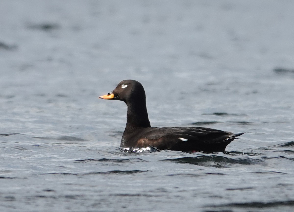 Velvet Scoter - ML638069318