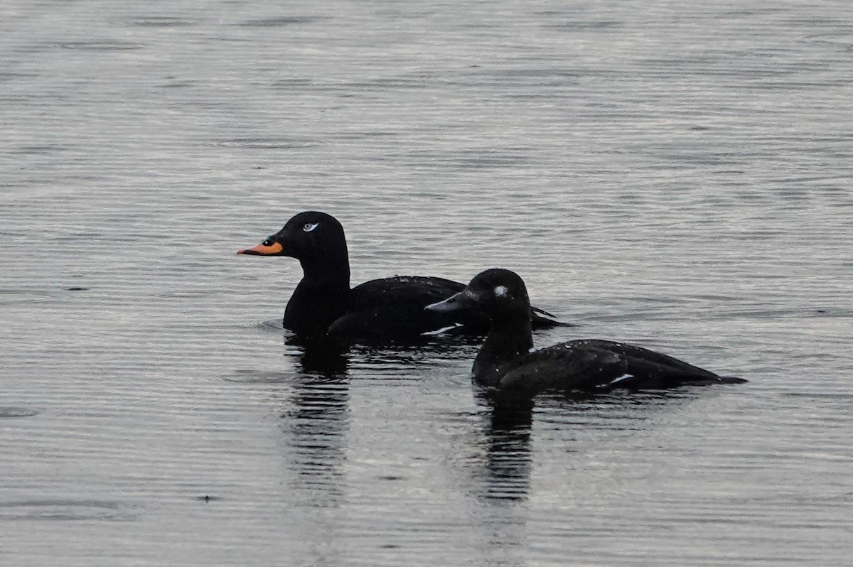 Velvet Scoter - ML638069319