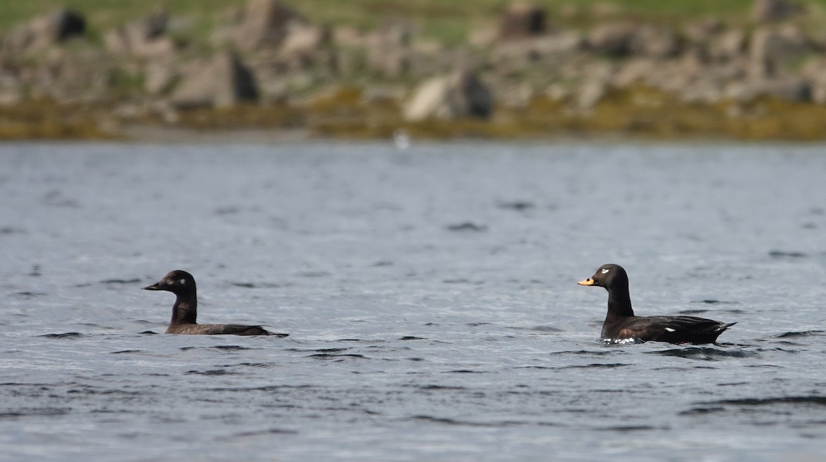 Velvet Scoter - ML638069320