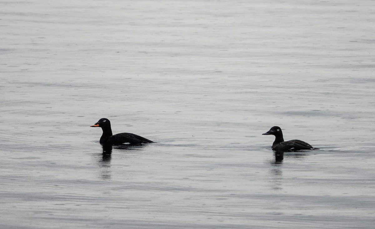 Velvet Scoter - ML638069321